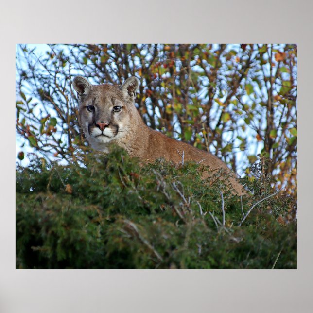 Mountain Lion on the Lookout Poster (Framsidan)
