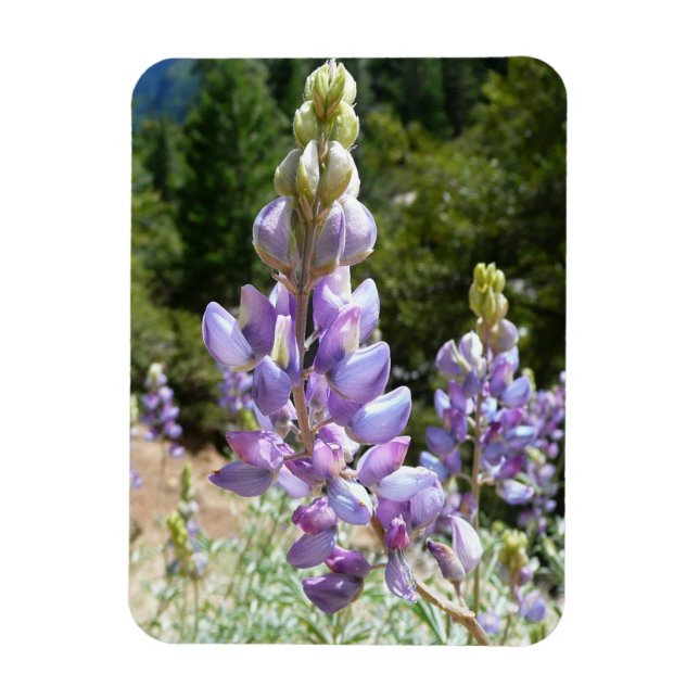 Mountain Lupins at Yosemite Magnet (Vertikal)