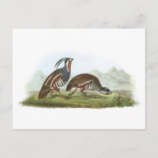 Mountain Quail av Audubon Vykort