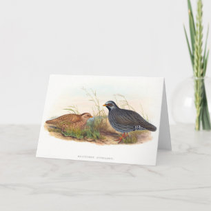 Mountain Quail - Birds Kort