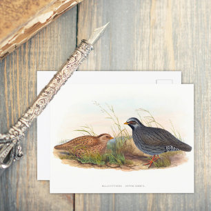 Mountain Quail - Birds Vykort
