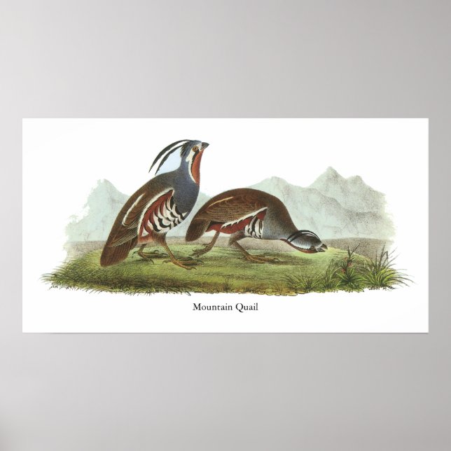 Mountain Quail, John Audubon Poster (Framsidan)