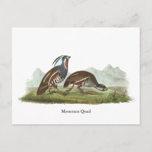 Mountain Quail, John Audubon Vykort