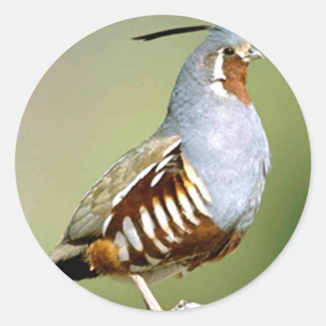 Mountain Quail Runt Klistermärke (Framsida)