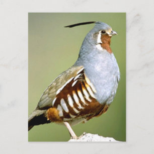 Mountain Quail Vykort