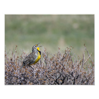 Mountain Sång - Western Meadowlark - Casper WY Fototryck