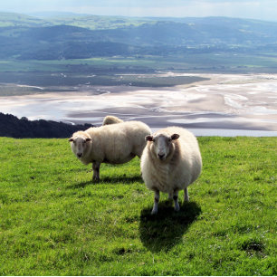 MOUNTAIN SHEEP CANVASTRYCK