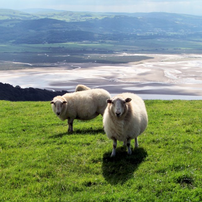 MOUNTAIN SHEEP CANVASTRYCK (Mountain sheep photography with views over the Dyfi estuary. Wales UK. )