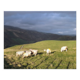 MOUNTAIN SHEEP FOTOTRYCK