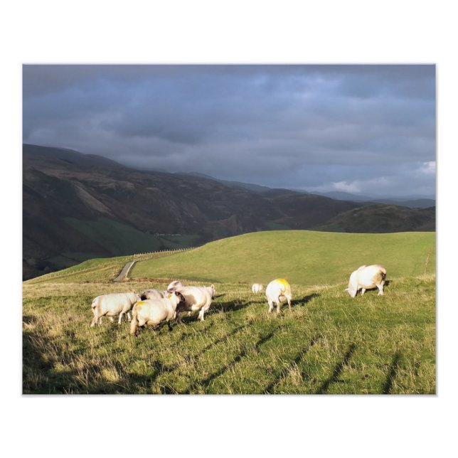 MOUNTAIN SHEEP FOTOTRYCK (Framsidan)