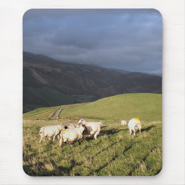 MOUNTAIN SHEEP MUSMATTA (Framsidan)