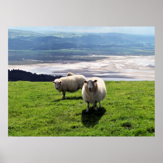 MOUNTAIN SHEEP POSTER (Framsidan)