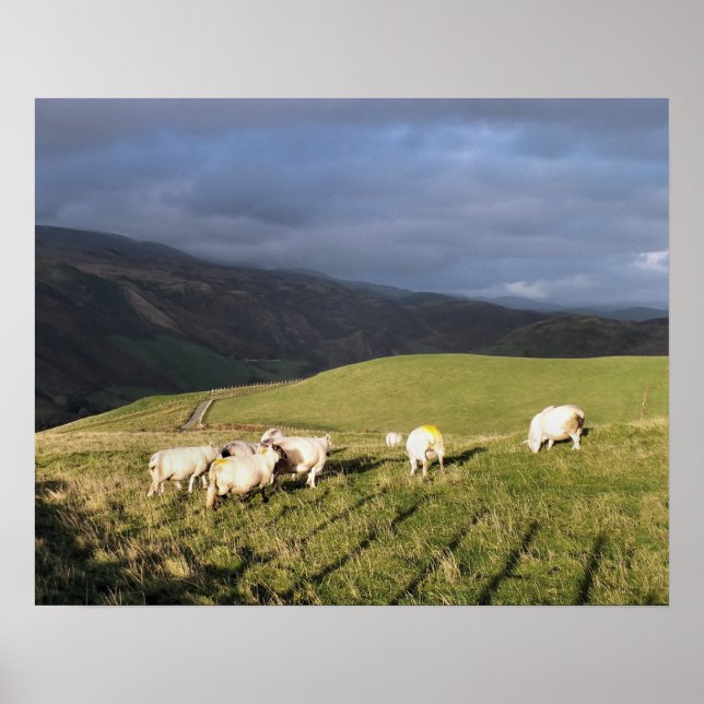 MOUNTAIN SHEEP POSTER (Framsidan)
