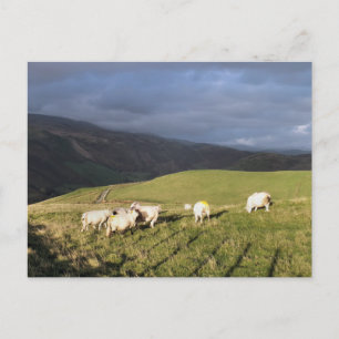 MOUNTAIN SHEEP VYKORT