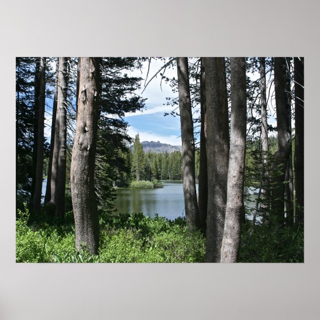 Mountain Sjö, Forest Poster (Framsidan)