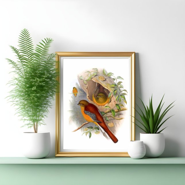 Mountain Trogon Poster (Skapare uppladdad)