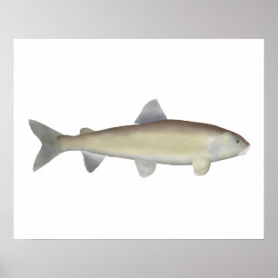Mountain Whitefish Poster