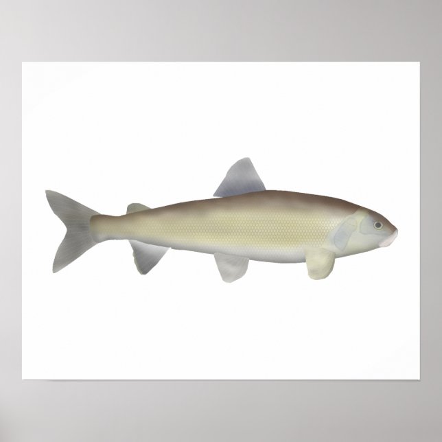 Mountain Whitefish Poster (Framsidan)