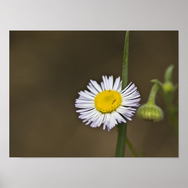Mountain Wildblomma Poster (Framsidan)
