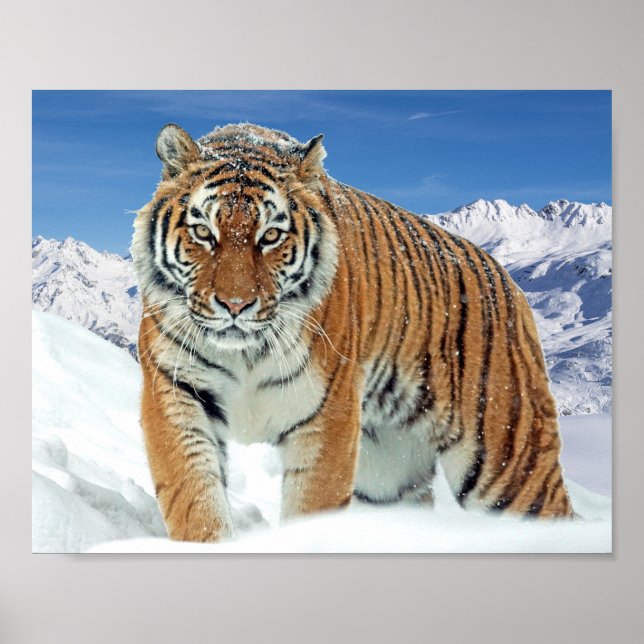 Mountains Nature Winter Photo Snö Tiger Poster (Framsidan)