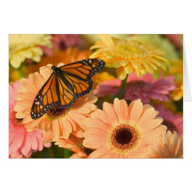 Mourak Cloak Butterfly Hälsningskort (Framsidan Horizontal)