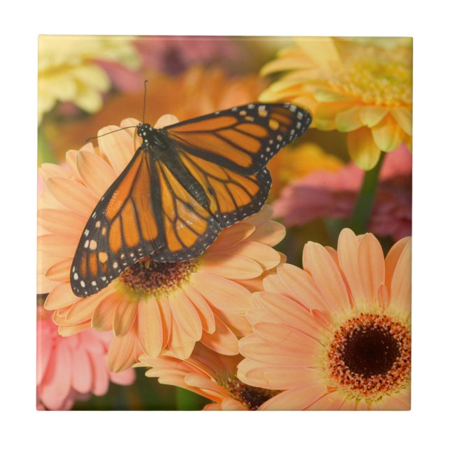 Mourak Cloak Butterfly Kakelplatta (Framsidan)