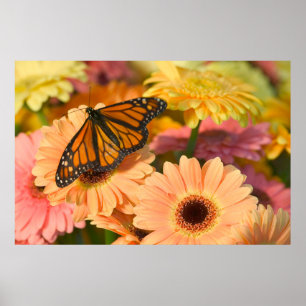 Mourak Cloak Butterfly Poster