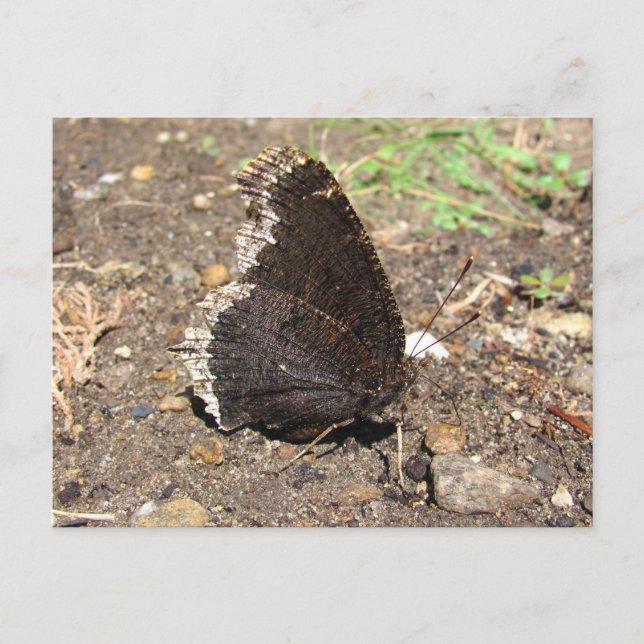 Mourak Cloak Butterfly ~ vycard Vykort (Framsida)