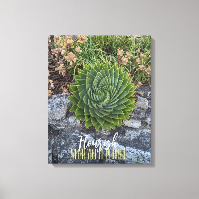 Mourish där du är planterad med spiral aloe granit canvastryck (Framsida)