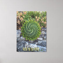 Mourish där du är planterad med spiral aloe granit