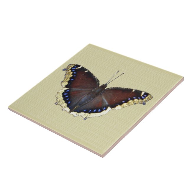 Mourning Cloak Butterfly - Nymphalis antiopa Kakelplatta (Sidan)