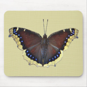 Mourning Cloak Butterfly - Nymphalis antiopa Musmatta