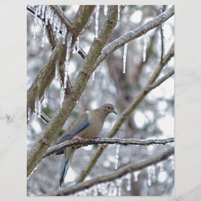 Mourning Dove (Framsida)