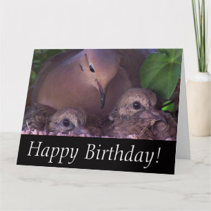 Mourning Dove Baby Birds Wildlife Animals Kort