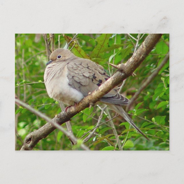 Mourning Dove Bird Postcard Vykort (Framsida)