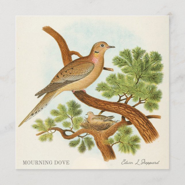 Mourning Dove by Edwin L. Sheppard (Framsida)