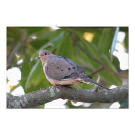 Mourning Dove Fototryck