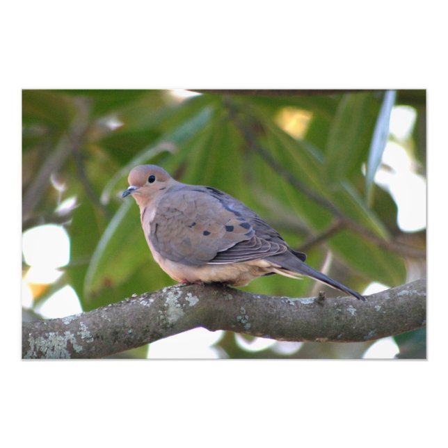 Mourning Dove Fototryck (Framsidan)