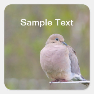 Mourning Dove Fyrkantigt Klistermärke