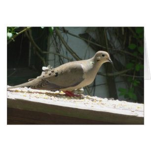 Mourning Dove Hälsningskort