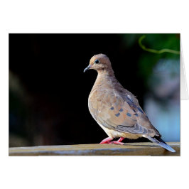 Mourning Dove Hälsningskort