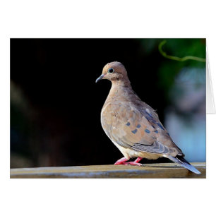 Mourning Dove Hälsningskort