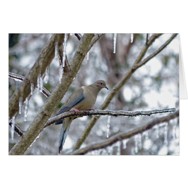 Mourning Dove Hälsningskort (Framsidan Horizontal)