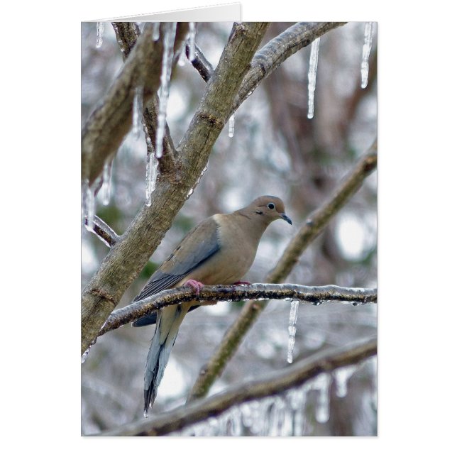 Mourning Dove Hälsningskort (Framsidan)