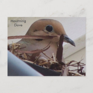 Mourning Dove i hennes bo. Vykort