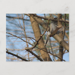 Mourning Dove i vykort för flygning
