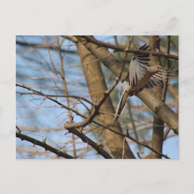 Mourning Dove i vykort för flygning (Framsida)