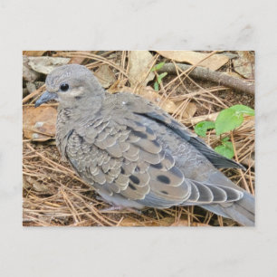 Mourning Dove Inbjudan Vykort