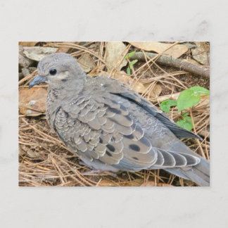 Mourning Dove Inbjudan Vykort
