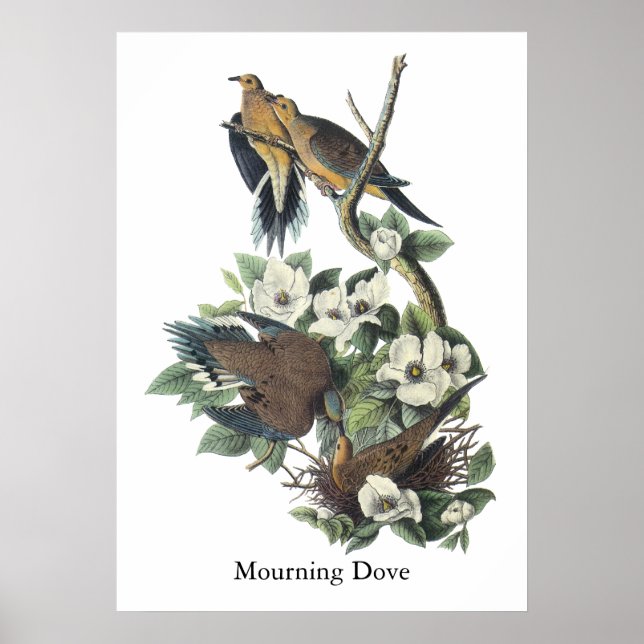 Mourning Dove, John Audubon Poster (Framsidan)